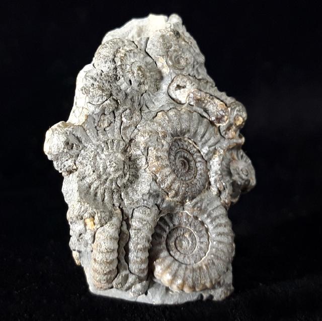 Promicroceras marstonense SPATH 1925 - Bild © FossNet FossilienStore